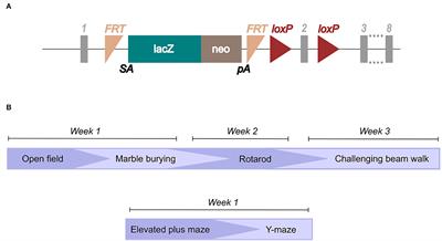 SLC38A10 Knockout Mice Display a Decreased Body Weight and an Increased Risk-Taking Behavior in the Open Field Test